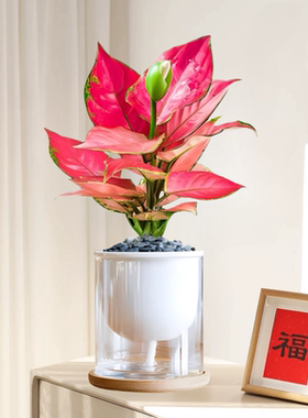 懒人好养自动吸水培植物吉利红如意室内净化空气办公桌面盆栽绿植