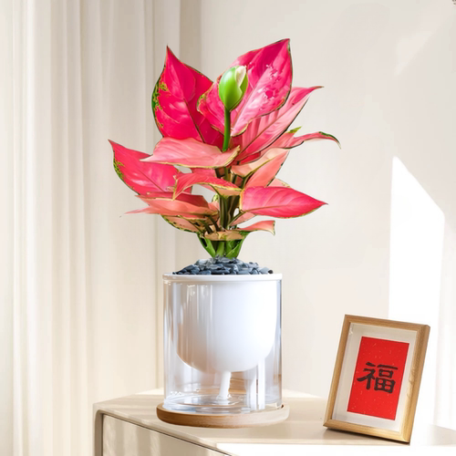 懒人植物桌面水培四季好养