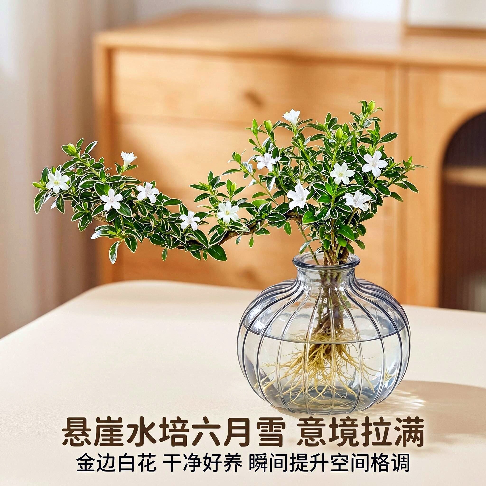 六月雪水培飘枝白花好养净化空气图片