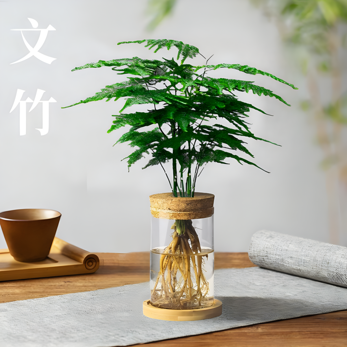 文竹盆栽绿植室内水培植物造型盆景云竹带盆客厅办公室摆件好养活