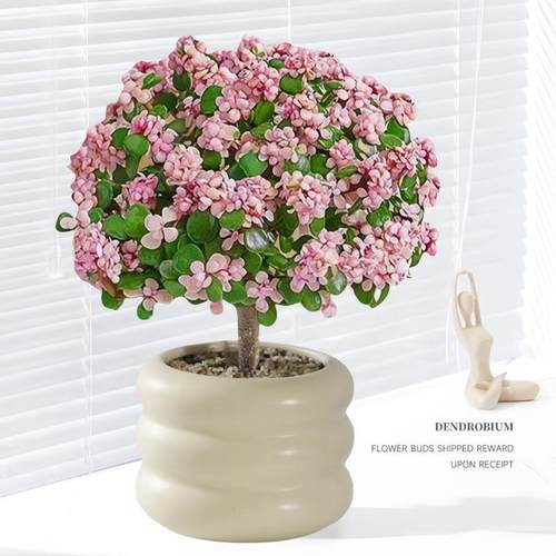 金枝玉叶盆栽多肉水培植物