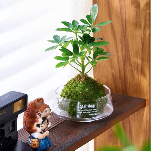 竹芋苔藓球托盘水培植物绿植盆栽