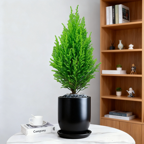 有香味香松室内绿植花卉室内阳台