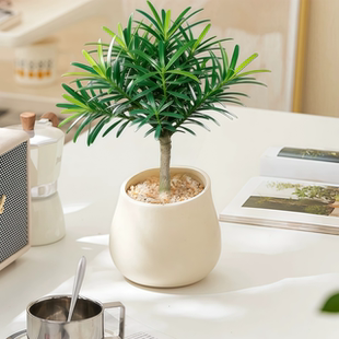 老桩罗汉松盆景造景办公室桌面网红绿植盆栽四季 好养净化空气植物