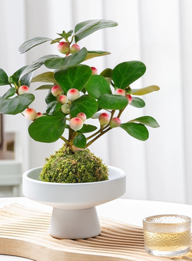 小盼菩提树盆栽苔藓球盆景带果中式禅意室内茶桌面绿植四季好养活