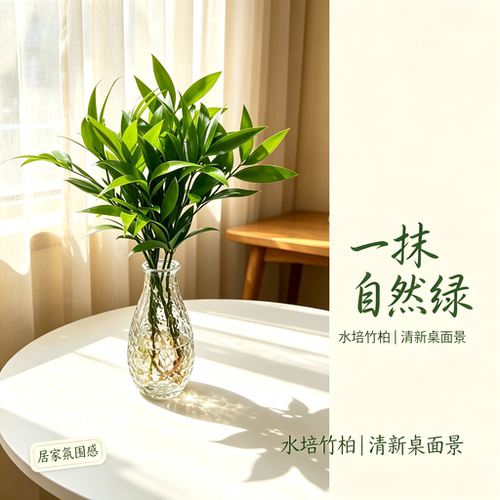 水培植物竹柏室内办公室好养绿植