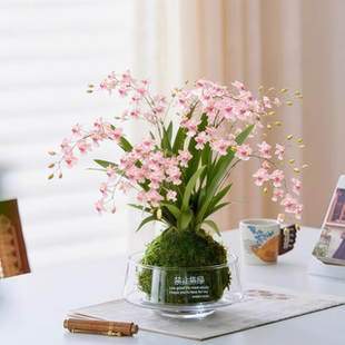文心兰盆栽带花苞梦香兰香水味名贵特香兰花精品植物室内四季好养