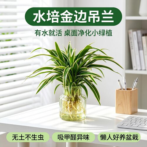 水培金边吊兰室内好养小盆栽植物
