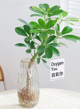 水培植物鸭脚木盆栽绿植八方来财七叶莲室内花卉苗好养活净化空气