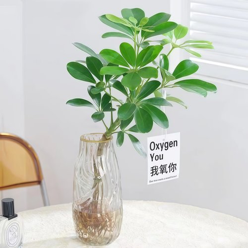 鸭脚木室内好养活八方来财七叶莲