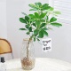水培植物鸭脚木盆栽绿植八方来财七叶莲室内花卉苗好养活净化空气