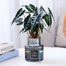 水培植物小仙女海芋苔藓球办公室内花卉桌面好养活喜阴小绿植盆栽