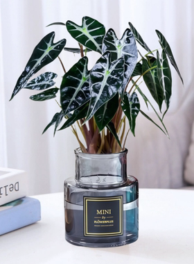 水培植物小仙女海芋苔藓球办公室内花卉桌面好养活喜阴小绿植盆栽