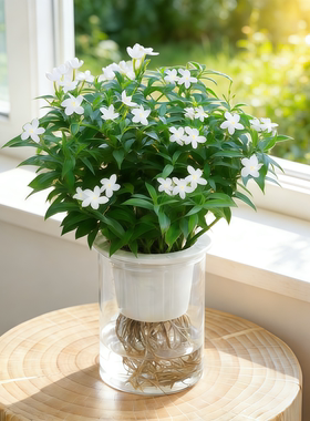 风车茉莉花水培植物室内好养适合新手无土绿植盆栽春季开花散射光