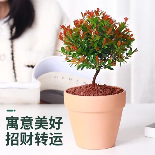 小叶赤楠老桩盆景四季好养