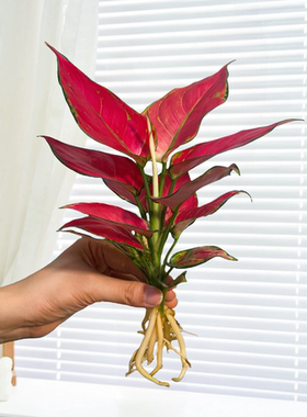 稀有中国红东方红吉利红如意皇后万年青室内水培植物四季好养盆栽
