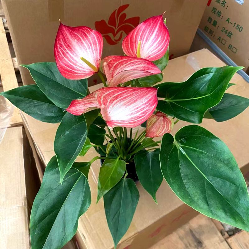 利维姆彩掌梦幻水培土培红掌粉掌白掌盆栽室内四季好养绿植花卉