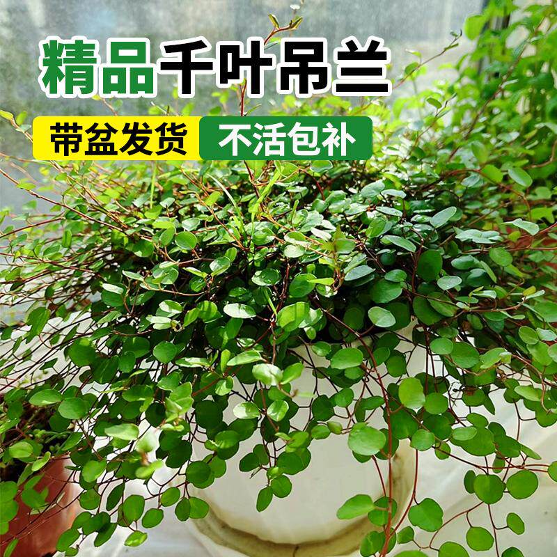 千叶吊兰盆栽观叶植物面包烘焙糕点装饰蛋糕点缀垂吊绿植四季常青