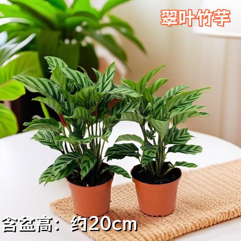 翠叶竹芋盆栽绿植小型办公室客厅室内好养桌面观叶植物耐阴花卉