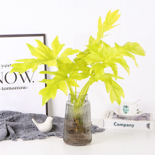 黄金春羽蔓绿绒瓦塞维奇龙鳞黄金春雨稀有植物ins网红绿植盆栽