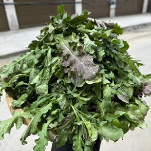 人工种植霜冻荠菜4斤 到货会蔫有个别黄叶，太冷会冻慎拍当天取件