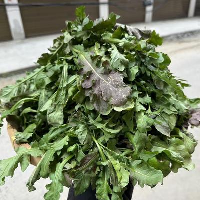 人工种植霜冻荠菜4斤 到货会蔫有个别黄叶，太冷会冻慎拍当天取件