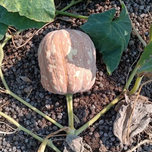 粉糯金香葫芦贵妃南瓜小南瓜