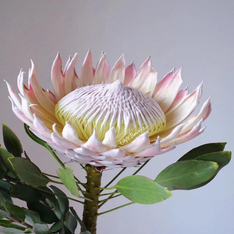 南非进口帝王花公主花鲜切花基地直批家庭水养插花鲜切花云南昆明