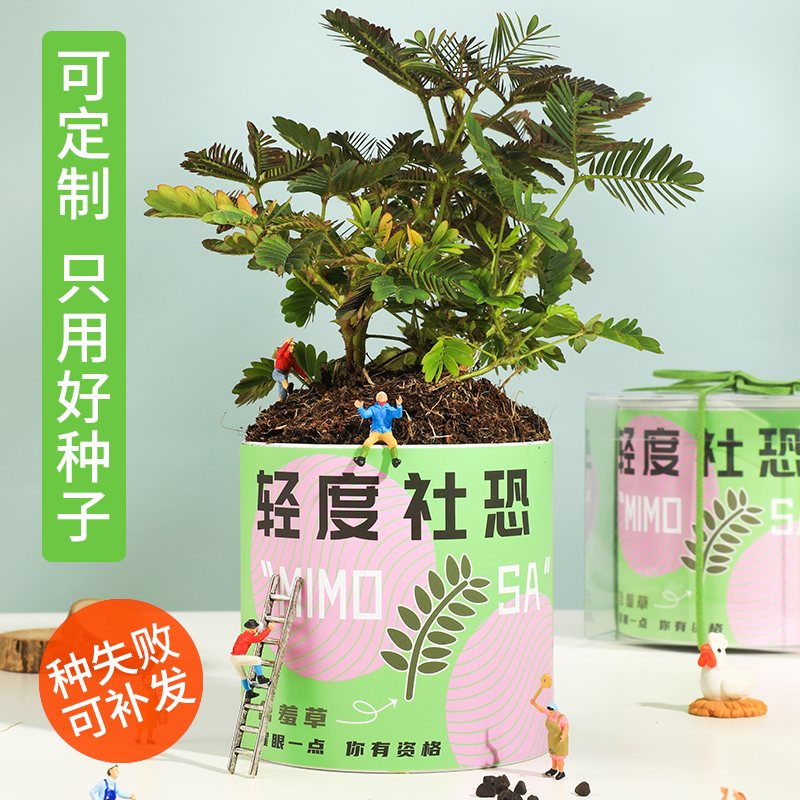 桌面创意种植小盆栽情绪稳定花盆植物罐头盲盒含羞草DIY种子礼物 鲜花速递/花卉仿真/绿植园艺 苔藓微景观 原图主图