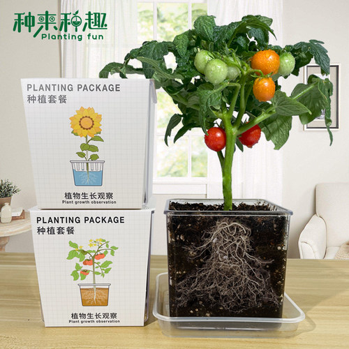 全透明植物生长观察套装