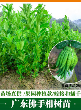 正宗广东药用嫁接苗佛手苗
