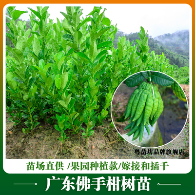 正宗广东药用嫁接苗佛手苗