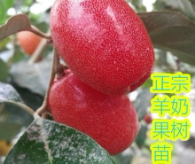 羊奶果苗特大果形 德甜二号 胡颓子苗胡秃子苗羊奶果树苗当年结果