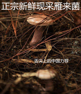 舌尖雁来菌松树菇三九菌雁来蕈天食用农产品菌乌枞菌枞树菌重阳菌