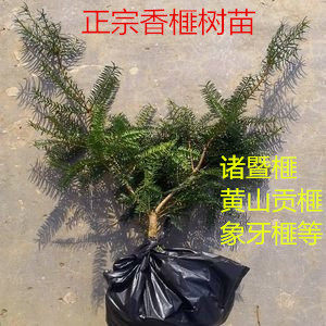 香榧树苗香榧苗香榧果树苗嫁接苗雄苗雄树珍惜名贵树苗榧子苗诸暨