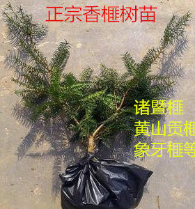 香榧树苗香榧苗香榧果树苗嫁接苗雄苗雄树珍惜名贵树苗榧子苗诸暨