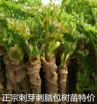 安徽刺嫩芽苗树苗带跟刺老芽刺老包刺龙芽乌龙头刺头菜山野菜苗子