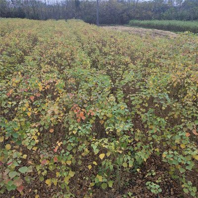 红叶乌桕树苗 菩提树苗 乌桕苗 腊子树 庭院绿化大型风景大树包邮