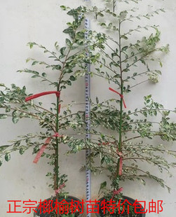 榆树苗 小叶榔榆树苗 小苗盆景老桩红芽小苗附石造型火棘荀子提根