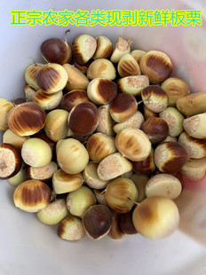 板栗生新鲜栗子正宗安徽特产板栗野生油栗子大粒鲜板食用农产品