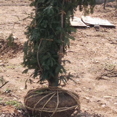 香榧树苗香榧挂果苗香榧果树苗嫁接苗雄苗雄树珍惜名贵树苗榧子苗