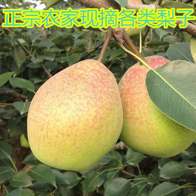 新疆库尔勒香梨水果新鲜大果全母