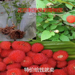 刺泡果苗刺泡苗覆盆子苗灯笼萢树莓草莓盆景绿植水果泡可食用易种