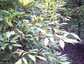苦丁茶苗 小叶苦丁茶树苗 大叶苦丁茶树苗 健康饮茶茶树栽培