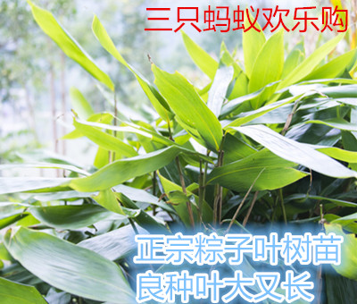 大粽叶苗箬叶竹苗树苗种子种苗盆栽粽子叶苗四季长青带泥1根图片