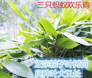 大粽叶苗箬叶竹苗树苗种子种苗盆栽粽子叶苗四季长青带泥1根