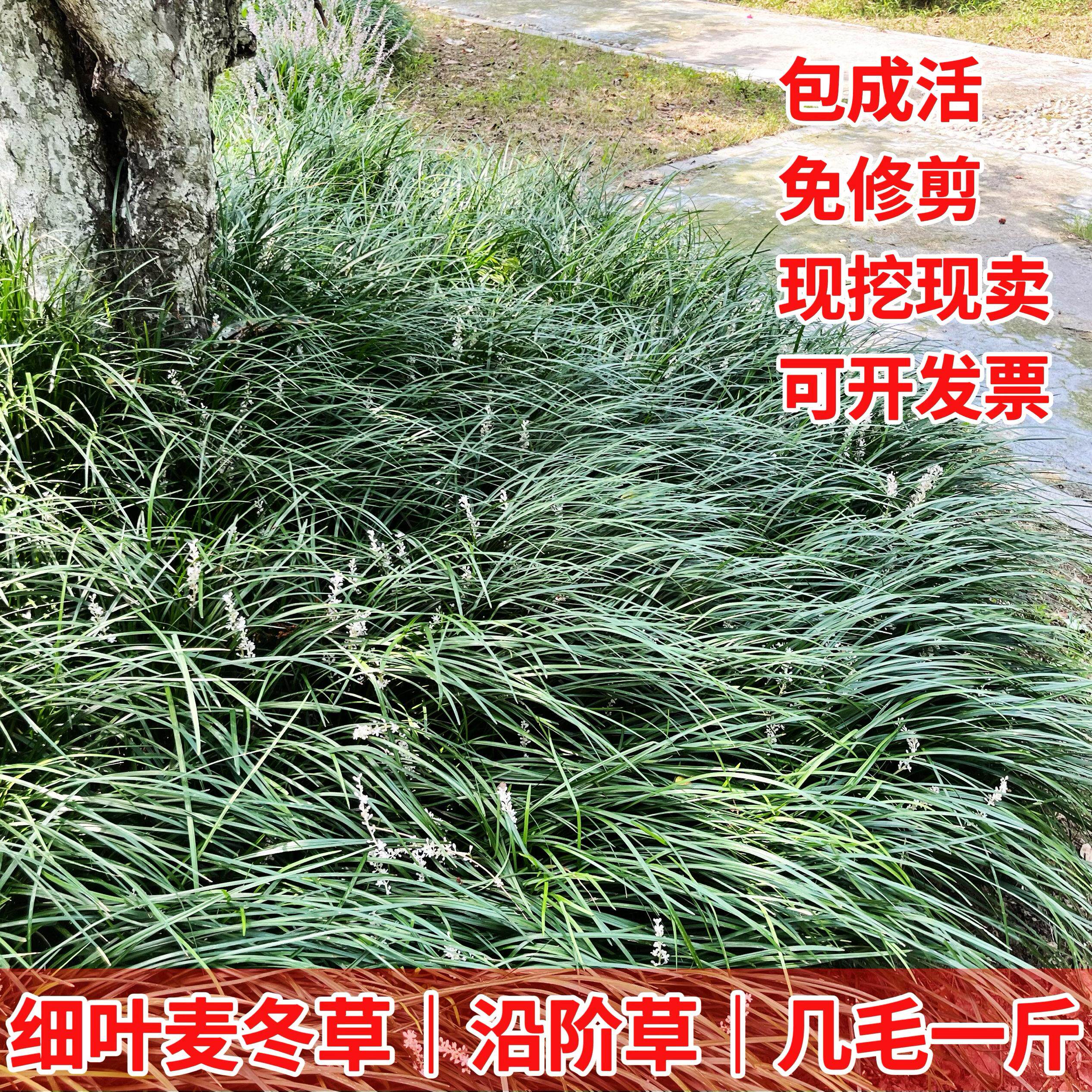 麦冬草细叶麦冬矮麦冬四季常青植物金边麦冬草玉龙草长叶麦冬