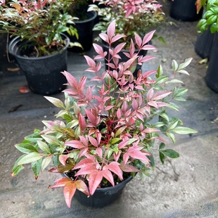 盆栽火焰南天竹庭院造景彩色观叶花镜耐寒植物暮光之城湾流南天竹