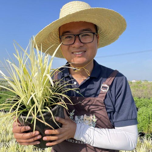 纯金麦冬四季常青英国山麦冬花境植物黄金大麦冬青沿阶草耐热耐寒