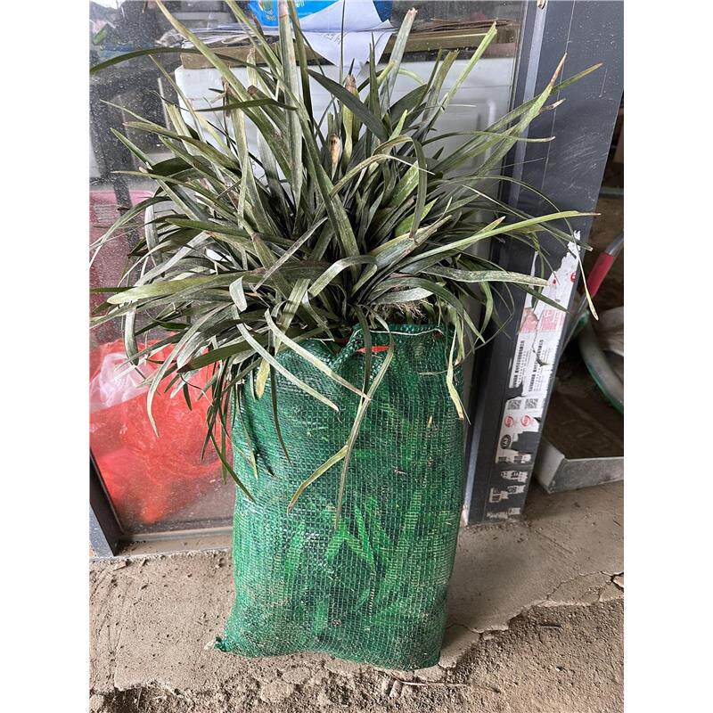 阔叶麦冬兰花三七麦冬草四季常绿工程绿化庭院盆栽耐寒地被植物